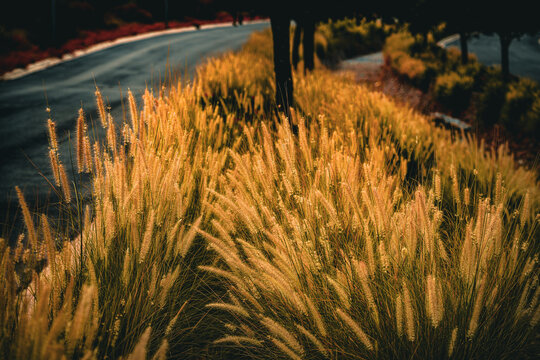 wheat field at sunset panoramic road