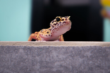 Colorful Leopard Gecko on a Concrete Surface