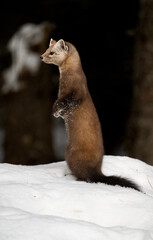 Obraz premium Marten in the winter in Canada's north