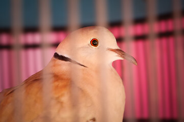 Close Up of Eurasian Collared Dove in Cage with Pink Background