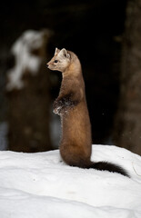Marten in the winter in Canada's north
