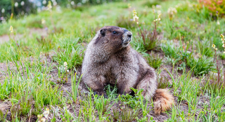 Wild animal in nature. Groundhog at zoo. Rodent animal woodchuck. Rodent marmot animal. Marmot...