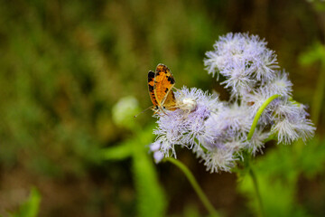 Crab Spider Feeding on Butterfly – Macro Shot on Mistflower - Side View
