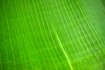 Closeup of Fresh Green Banana Leaf Texture