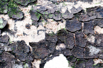 Cracked Tree Bark Texture with Moss
