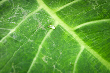 Close-Up of Taro Leaf Veins