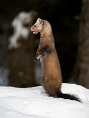 Marten in the winter in Canada's north