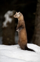 Obraz premium Marten in the winter in Canada's north