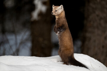 Marten in the winter in Canada's north