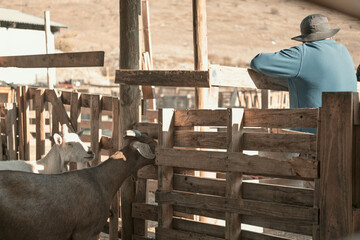 Goat farmer driving herd into rural corral and looking the goats
