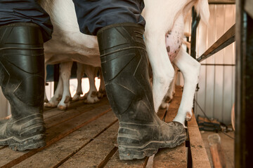 Close-up of goat legs and farmer boots in rural farm barn