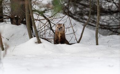 Marten in the winter in Canada's north