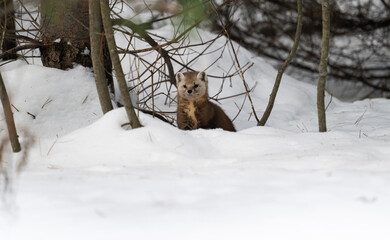 Marten in the winter in Canada's north