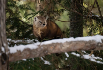 American marten in the winter