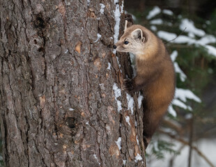 Obraz premium American marten in the winter