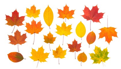 Fototapeta premium Autumn leaves arranged on white background (1)