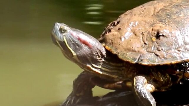  Red-Eared Slider Turtle Basking by Muddy Pond