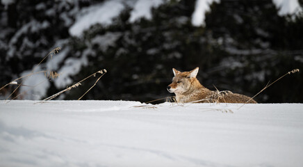 Coyote resting in the winter