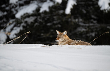 Coyote resting in the winter