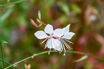 ガウラ（ヤマモモソウ） White Gaura
