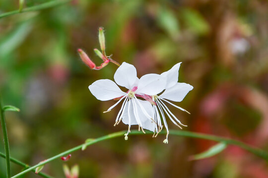 ガウラ（ヤマモモソウ） White Gaura