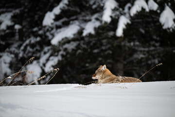 Coyote resting in the winter