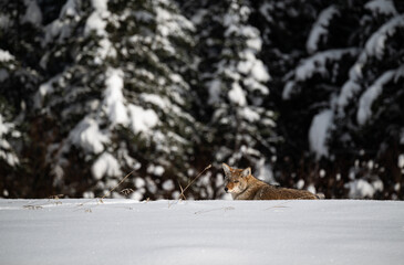 Coyote resting in the winter