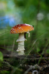 Amanita muscaria - fly agaric in the forest