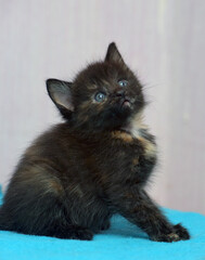 An adorable little tortoiseshell kitten with soft, fluffy fur sits on a bright blue blanket. 