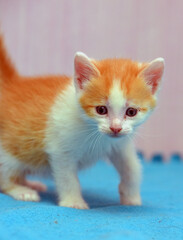 A small ginger and white kitten with soft short fur stands on a blue blanket. Its face with a curious, 
