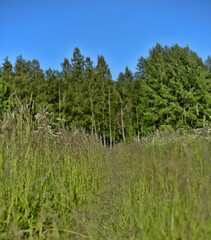 Summer rural landscape with tall green grass and wild flowers in the foreground. 