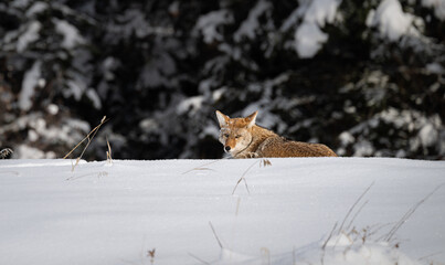 Coyote resting in the winter