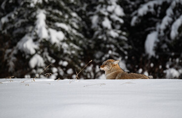 Coyote resting in the winter