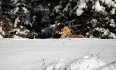 Coyote resting in the winter
