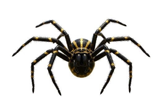 Close-up of a black and yellow spider isolated on a black background showcasing detailed features
