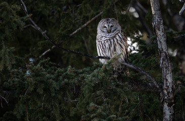 Barred owl in the Canadian foothills in the winter
