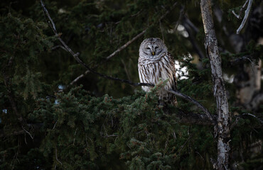 Barred owl in the Canadian foothills in the winter