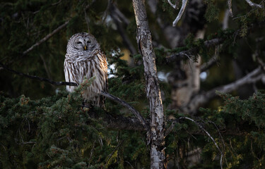 Barred owl in the Canadian foothills in the winter