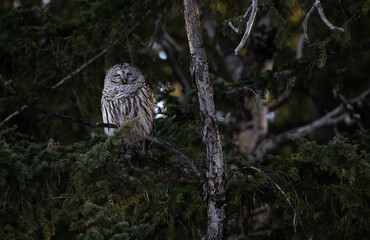 Barred owl in the Canadian foothills in the winter