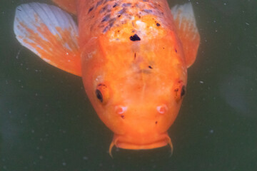 Carpa anaranjada debajo del agua