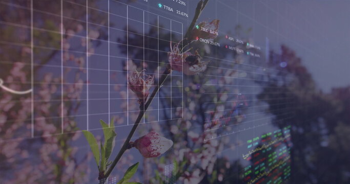 Fototapeta Displaying cherry blossom branch bearing pink blossoms in orchard with stock chart overlay
