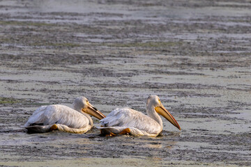 two pelicans in the water