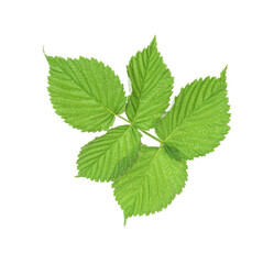 Fototapeta premium Sprig with green raspberry leaves isolated on white