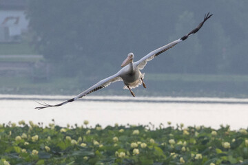 pelican in flight close up