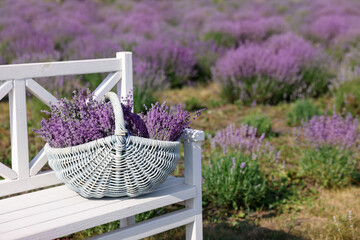 Beautiful lavender flowers in wicker basket on white bench in field