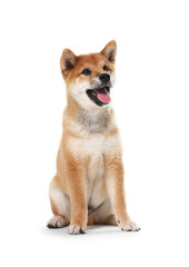Cute Shiba Inu dog sitting on white background