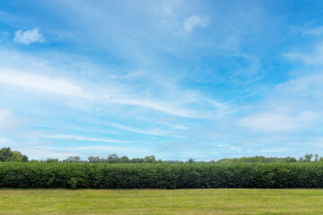 green field and blue sky