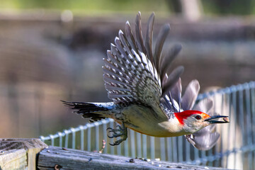 The red-belied woodpecker (Melanerpes Carolinas) in flight