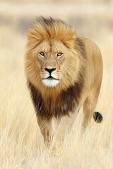 Roaring Lion Wildlife Safari: Powerful Predator Feline in Natural Habitat, Majestic Mane, Endangered Species Dominant in Grassland, Savannah Habitat - Wildlife Photography Captures Wilderness Profile