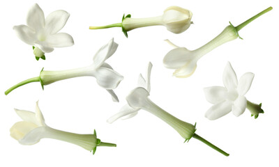 Small jasmine flowers isolated on white, set